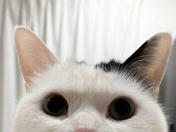 「耳を消すマジックやります」　猫の表情に「涙流して笑った」