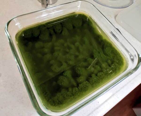 抹茶ゼリーを作ったはずが…　まさかの結果に「どうしてこうなった」「声出た」