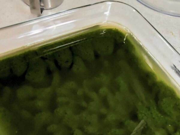 抹茶ゼリーを作ったはずが…　まさかの結果に「どうしてこうなった」「声出た」