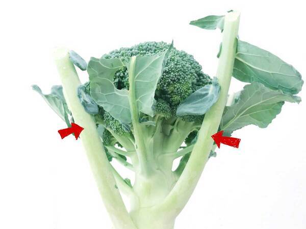 バキッと折って捨てる枝の部分　ブロッコリー農家の情報に「初めて知った」「今度試す」