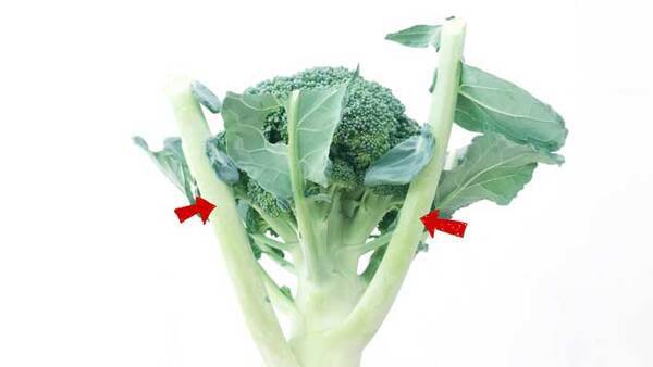 バキッと折って捨てる枝の部分　ブロッコリー農家の情報に「初めて知った」「今度試す」