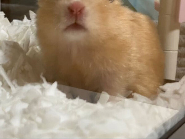 「笑った」「夜勤明けの私じゃん」　飼い主が朝に撮影した、ハムスターの表情が…？