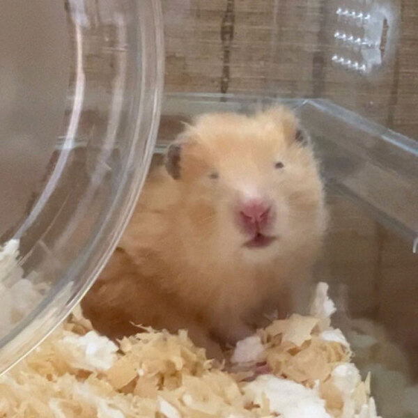 「笑った」「夜勤明けの私じゃん」　飼い主が朝に撮影した、ハムスターの表情が…？