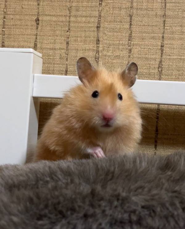 「笑った」「夜勤明けの私じゃん」　飼い主が朝に撮影した、ハムスターの表情が…？