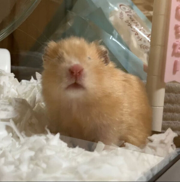 「笑った」「夜勤明けの私じゃん」　飼い主が朝に撮影した、ハムスターの表情が…？