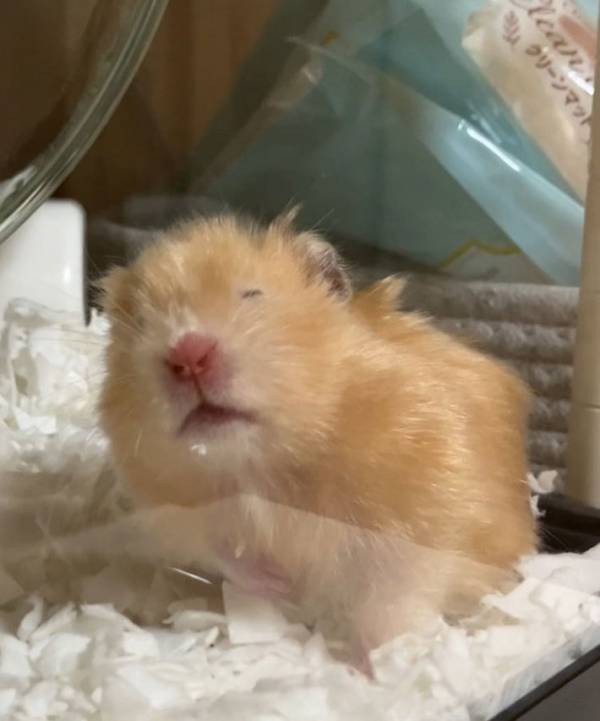 「笑った」「夜勤明けの私じゃん」　飼い主が朝に撮影した、ハムスターの表情が…？