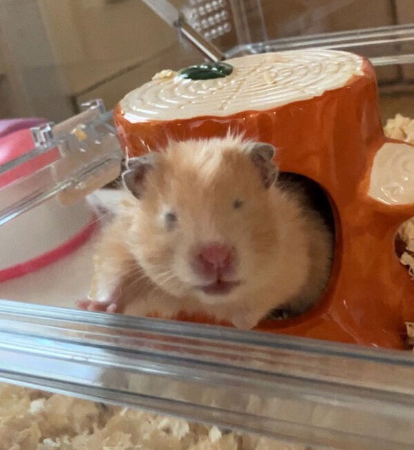 「笑った」「夜勤明けの私じゃん」　飼い主が朝に撮影した、ハムスターの表情が…？