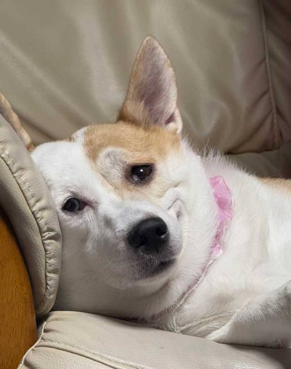 「電車の中で吹きました」　ソファーでくつろぐ犬の顔に「同じ顔をしちゃったよ」「責任をとって」