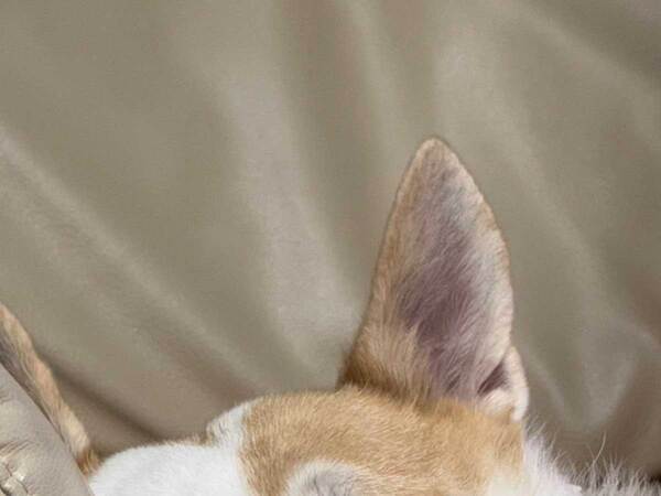 「電車の中で吹きました」　ソファーでくつろぐ犬の顔に「同じ顔をしちゃったよ」「責任をとって」