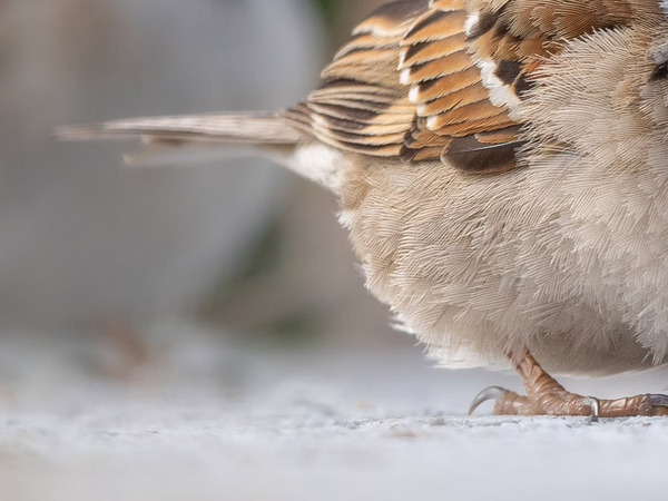 こりゃドヤ顔にもなりますわ…　外で見かけた『イケメン』の１枚に反響！