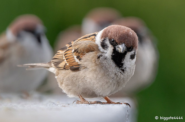 こりゃドヤ顔にもなりますわ…　外で見かけた『イケメン』の１枚に反響！
