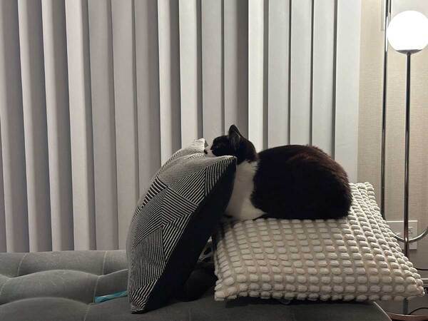 テレビを見ている猫　それを見た飼い主が驚いて…「マジで人間だろ」「天才だ」