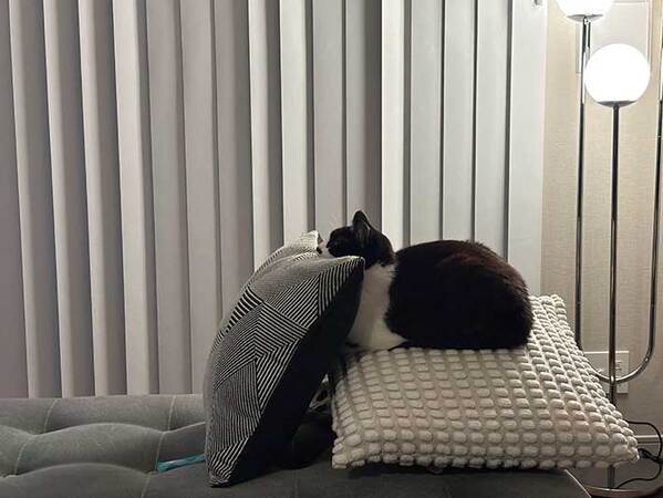 テレビを見ている猫　それを見た飼い主が驚いて…「マジで人間だろ」「天才だ」