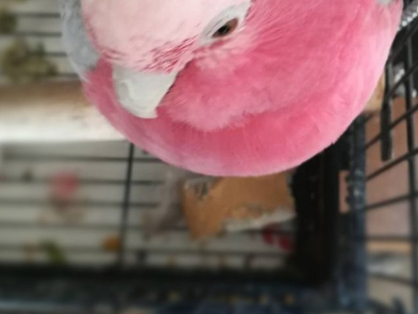 「鳥って本当は球体なんですよ」　激写したオウムの姿に、反響！