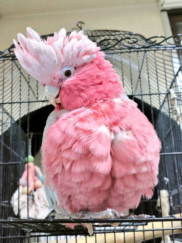 「鳥って本当は球体なんですよ」　激写したオウムの姿に、反響！