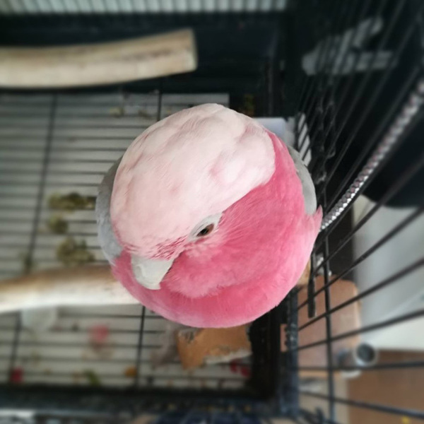 「鳥って本当は球体なんですよ」　激写したオウムの姿に、反響！