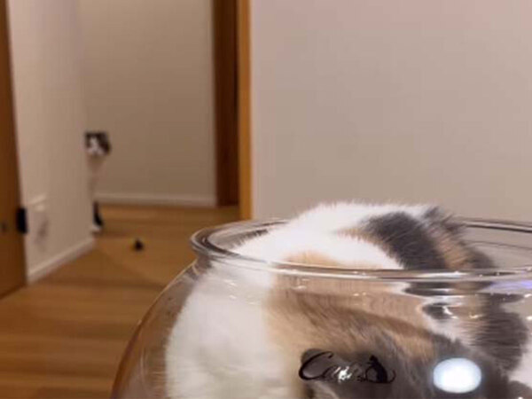 妹たちにナメられている兄猫　見せた『抵抗』に「笑った」「これが本気？」