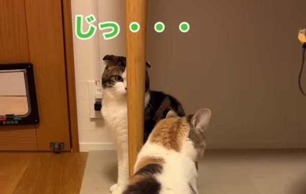 妹たちにナメられている兄猫　見せた『抵抗』に「笑った」「これが本気？」