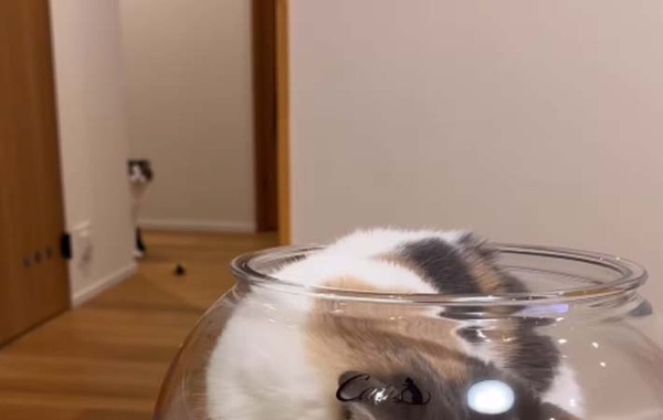 妹たちにナメられている兄猫　見せた『抵抗』に「笑った」「これが本気？」