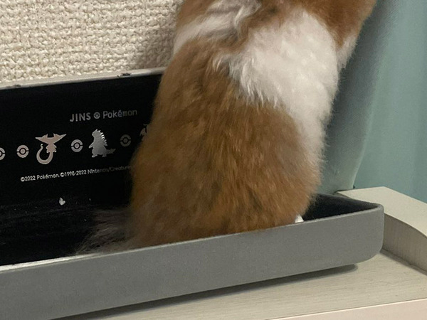 『人間すぎる』ハムスター　激写された１枚に「笑った」「人間の行動と同じ」