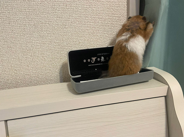 『人間すぎる』ハムスター　激写された１枚に「笑った」「人間の行動と同じ」