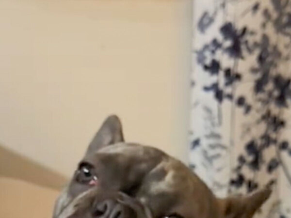 「見てはいけないものを見てしまった」　オモチャで遊ぶ犬の『表情』が？