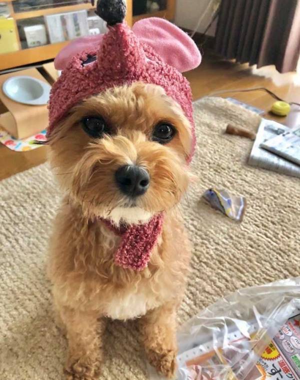 久しぶりに実家の犬に会った女性　母親のツッコミに「笑った」「これは優勝」