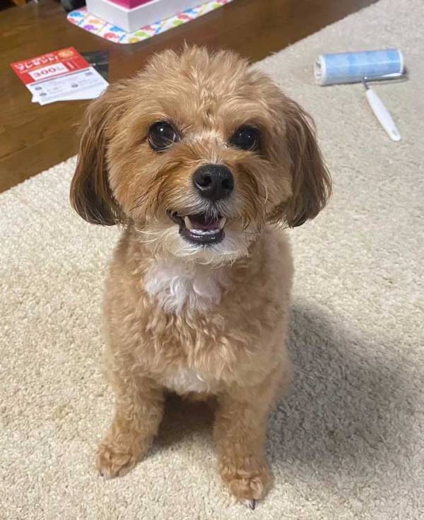 久しぶりに実家の犬に会った女性　母親のツッコミに「笑った」「これは優勝」