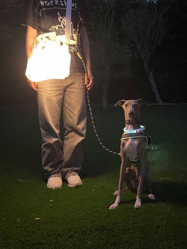 飼い主の作ったものに『１０万人』が称賛！　バッグにランタンを入れて…？