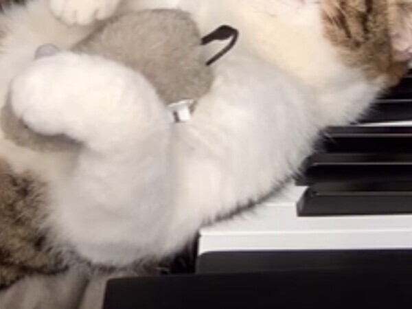 「私のために弾きなさい」　ピアニストの練習風景が「面白すぎる！」