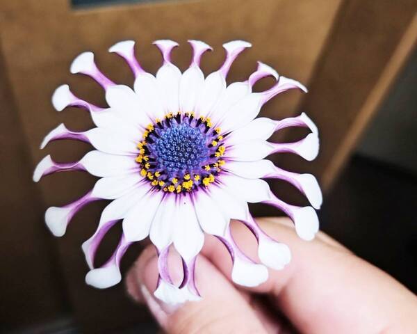 オーナー「思わず二度見」　アパートの通路に咲いた花に「ゾワッとした」