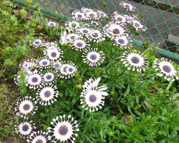 オーナー「思わず二度見」　アパートの通路に咲いた花に「ゾワッとした」