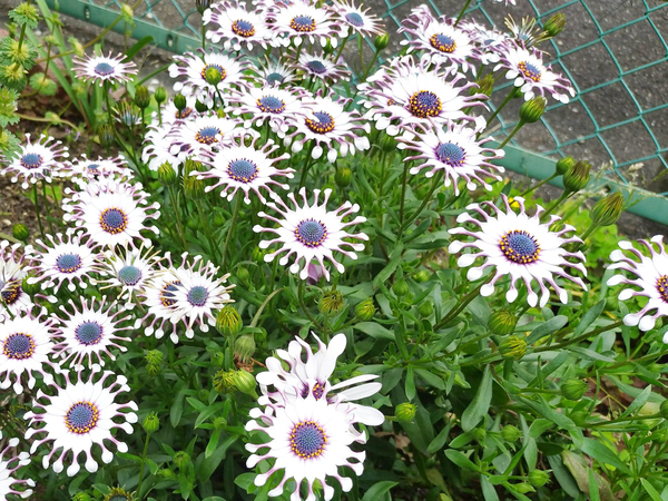 オーナー「思わず二度見」　アパートの通路に咲いた花に「ゾワッとした」