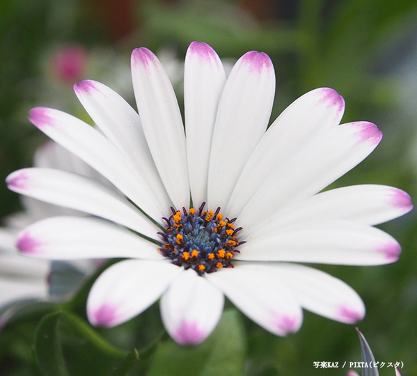 オーナー「思わず二度見」　アパートの通路に咲いた花に「ゾワッとした」