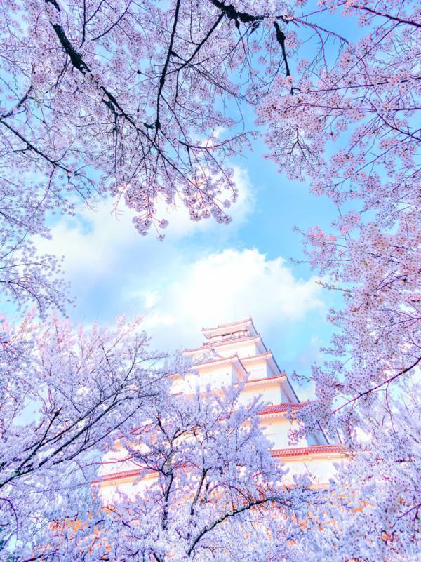 『ハートの桜霞』　１枚に「本当にハートだ！」「感動で動けない」