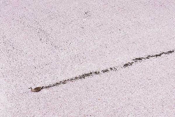 桜の絨毯をほどいたかのよう…　『一本道』の先にいたのは？