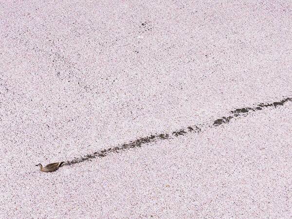 桜の絨毯をほどいたかのよう…　『一本道』の先にいたのは？