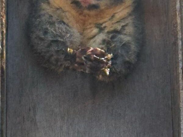 鳥の巣箱に侵入した結果…　『困った姿』に「これは気まずい」「笑った」