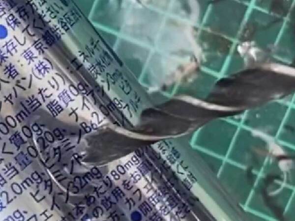 レッドブルの空き缶に穴を開けて…　飛び出してきた『生き物』に「こうはならんやろ」