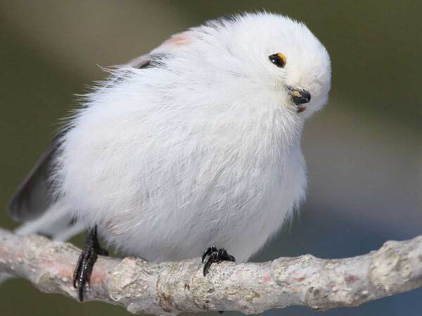 ウトウトする鳥　徐々に体が傾いていき…「ハッとなるやつ」「落ちないのがすごい」