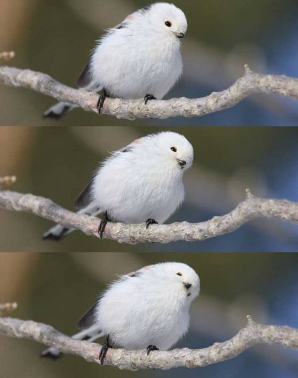 ウトウトする鳥　徐々に体が傾いていき…「ハッとなるやつ」「落ちないのがすごい」