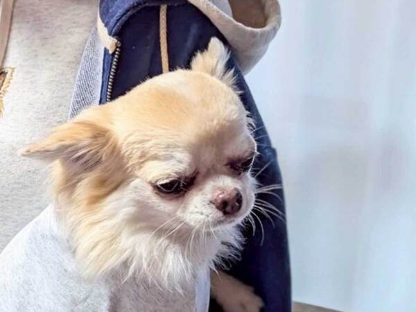 嫌そうな顔をするチワワ　理由に「笑った」「なんだそれ」