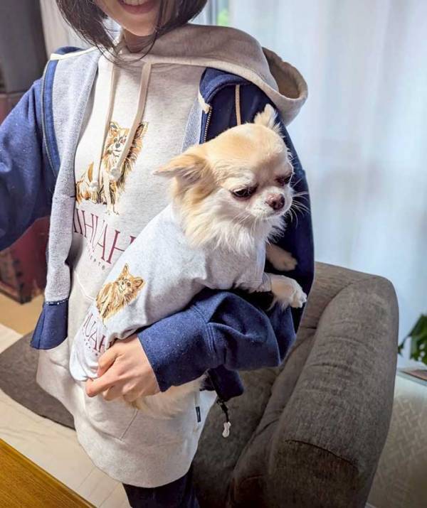 嫌そうな顔をするチワワ　理由に「笑った」「なんだそれ」