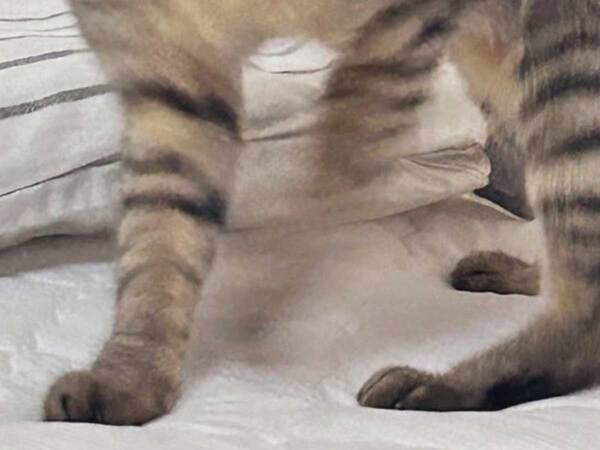 シャッターを切る瞬間、猫が頭を振って…　「笑い転げた」「芸術点が高い」