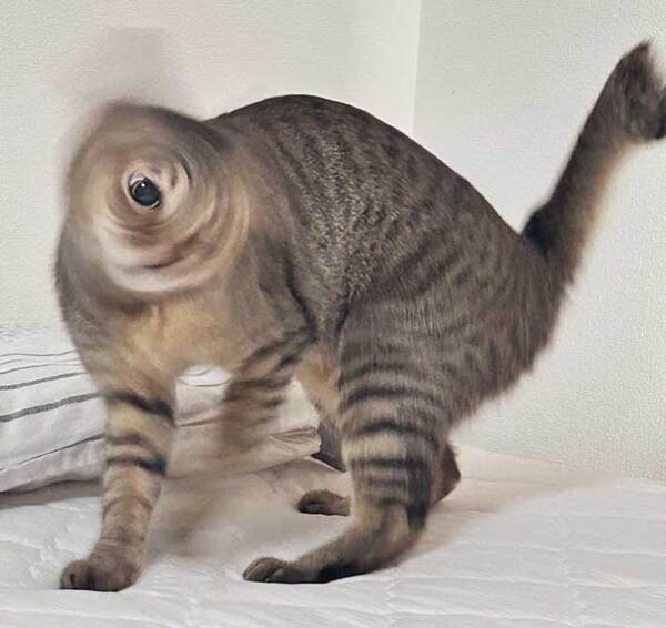 シャッターを切る瞬間、猫が頭を振って…　「笑い転げた」「芸術点が高い」