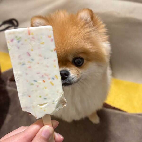 新作のアイスをパシャリ　写り込んでいたのは？　「笑った」「圧が強い」