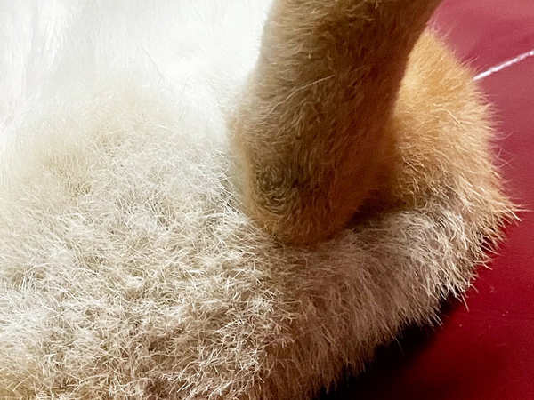 ０.５点の『パン祭り』シール　パンを見ると？「これは１００点」「ちょっと買ってくる」