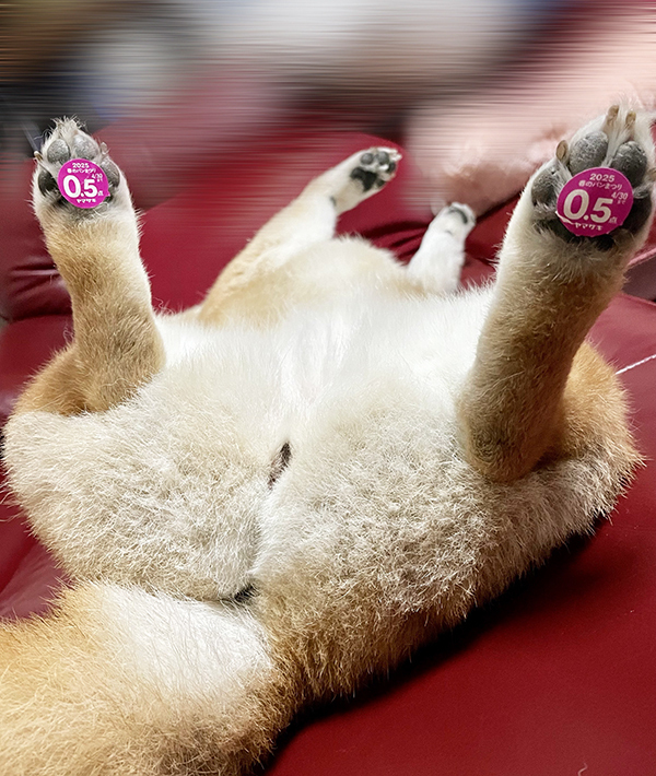 ０.５点の『パン祭り』シール　パンを見ると？「これは１００点」「ちょっと買ってくる」