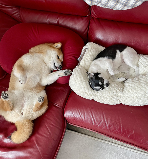 ０.５点の『パン祭り』シール　パンを見ると？「これは１００点」「ちょっと買ってくる」