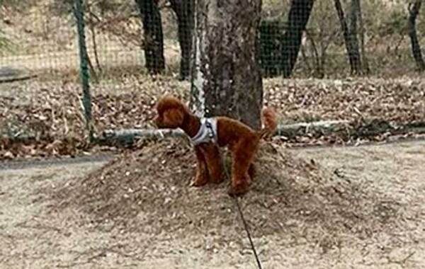 犬に引っ張られて転倒　リードの先は大型犬ではなく…「そうしてそうなった」「ヤムチャかな」